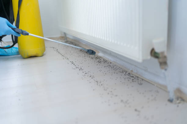 Best Wasp Removal Services  in Fobes Hill, WA